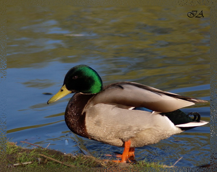фото "***" метки: природа, дикие животные