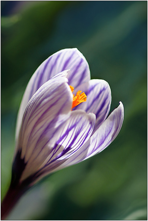 photo "***" tags: nature, flowers