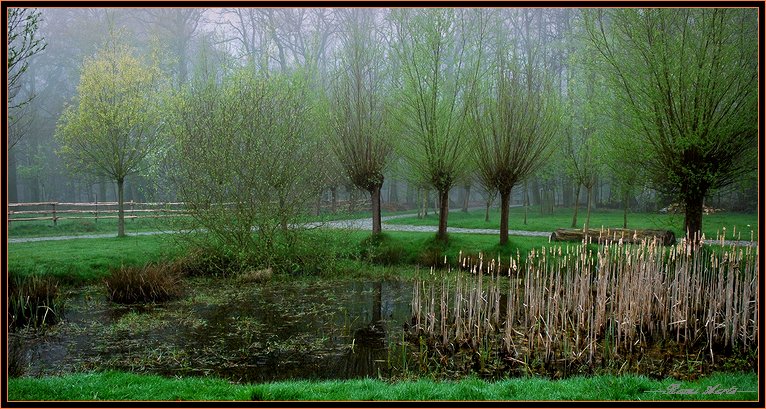 фото "trees in the fog" метки: пейзаж, весна, вода