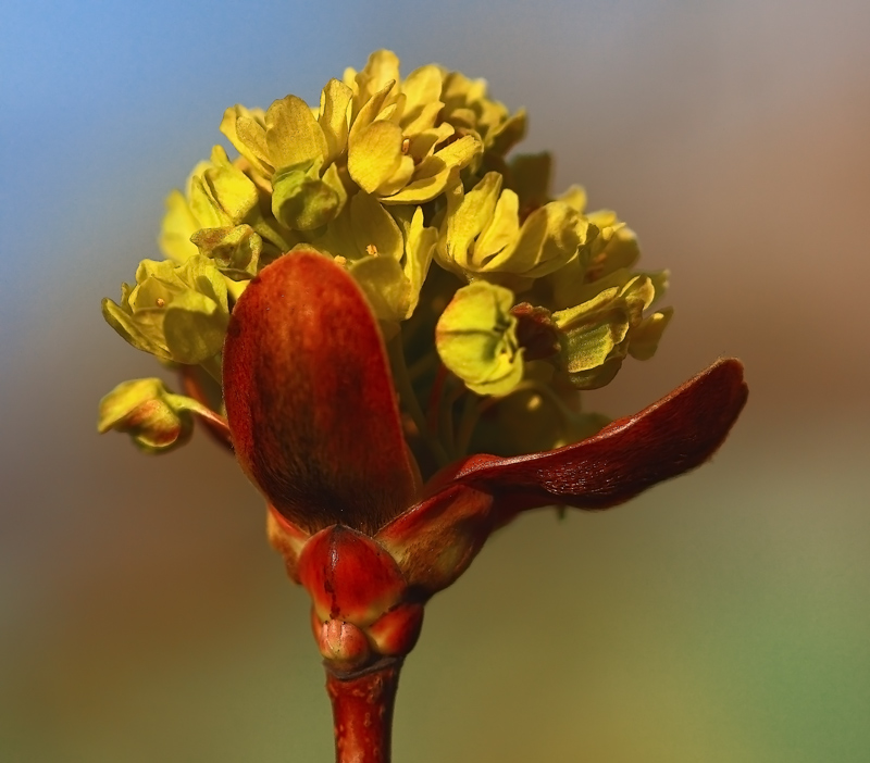 фото "Кленовый букет" метки: природа, цветы
