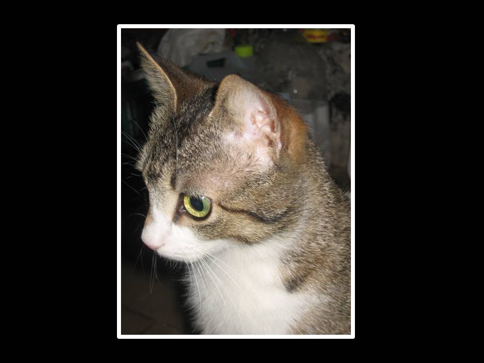 фото "cat" метки: природа, домашние животные