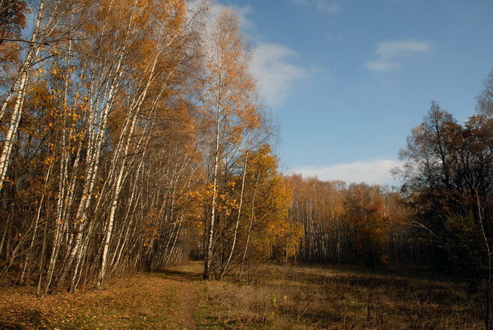 фото "Золотая осень" метки: пейзаж, осень