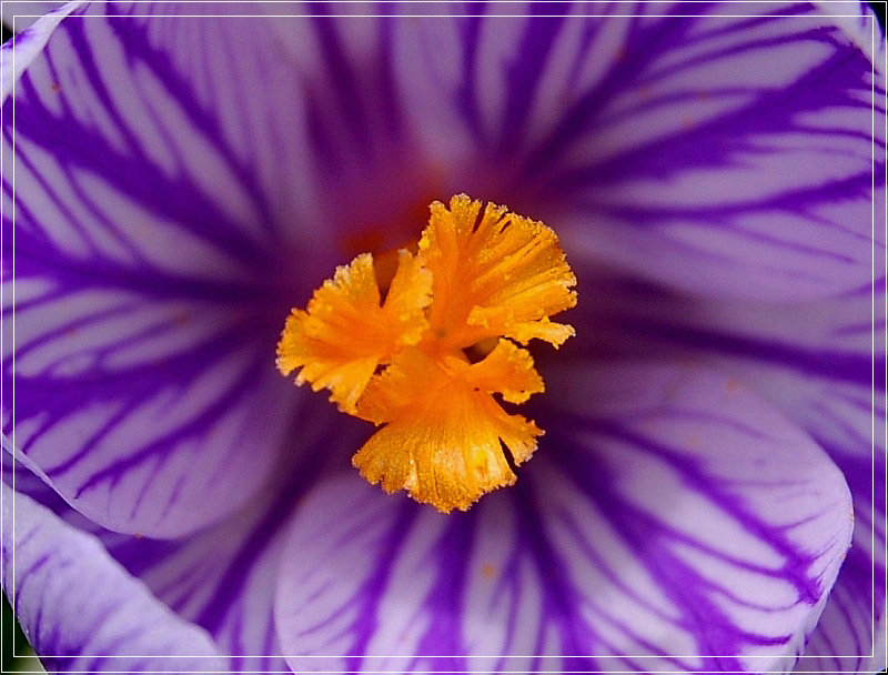 photo "***" tags: nature, macro and close-up, flowers