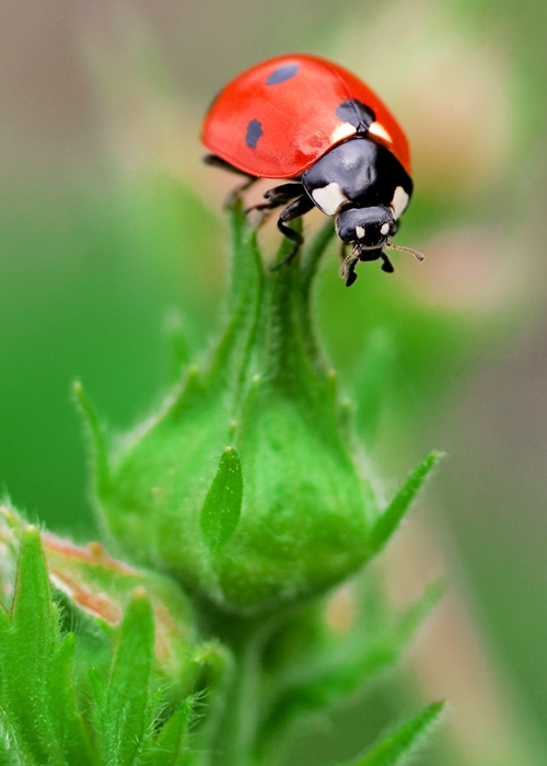 photo "***" tags: nature, macro and close-up, 