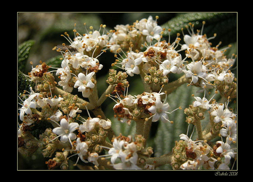 photo "spring pattern" tags: nature, macro and close-up, flowers