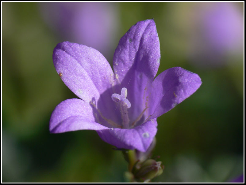 photo "***" tags: nature, flowers