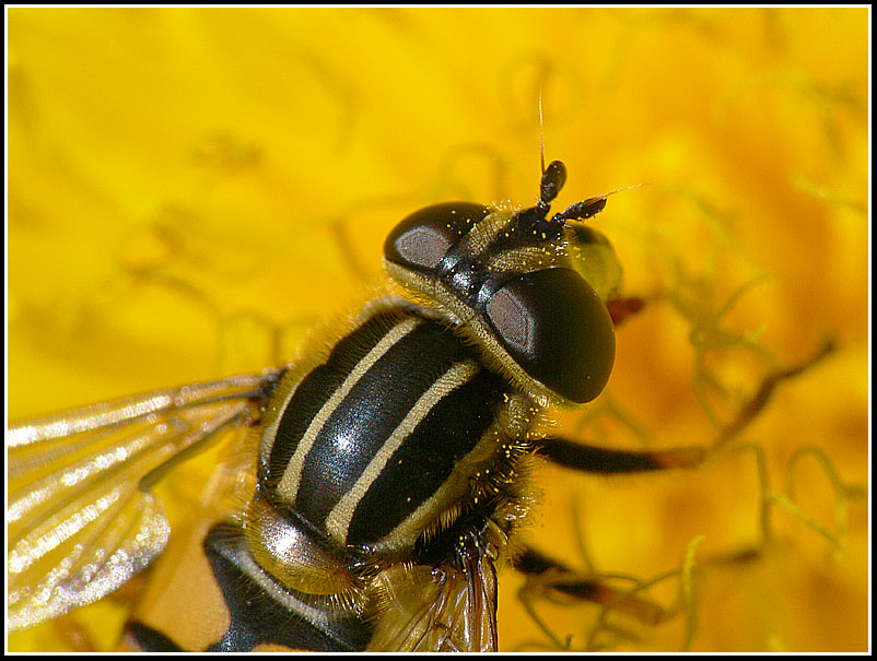 photo "***" tags: nature, insect