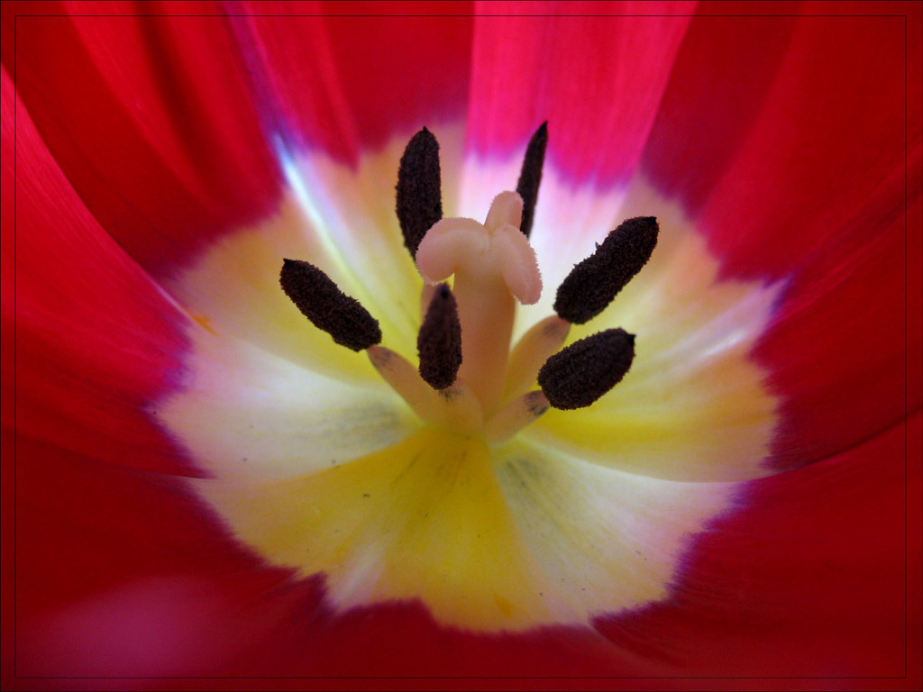 photo "Red" tags: nature, macro and close-up, flowers