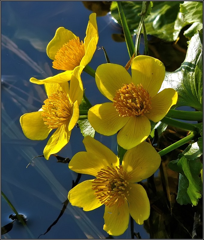 photo "Caltha palustris" tags: macro and close-up, nature, flowers