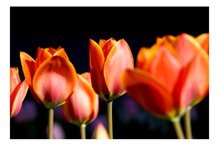 photo "Tulips..." tags: nature, still life, flowers