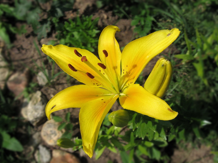 photo "***" tags: nature, macro and close-up, flowers