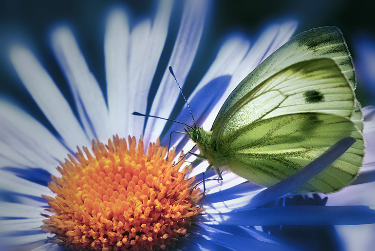 photo "***" tags: nature, macro and close-up, insect