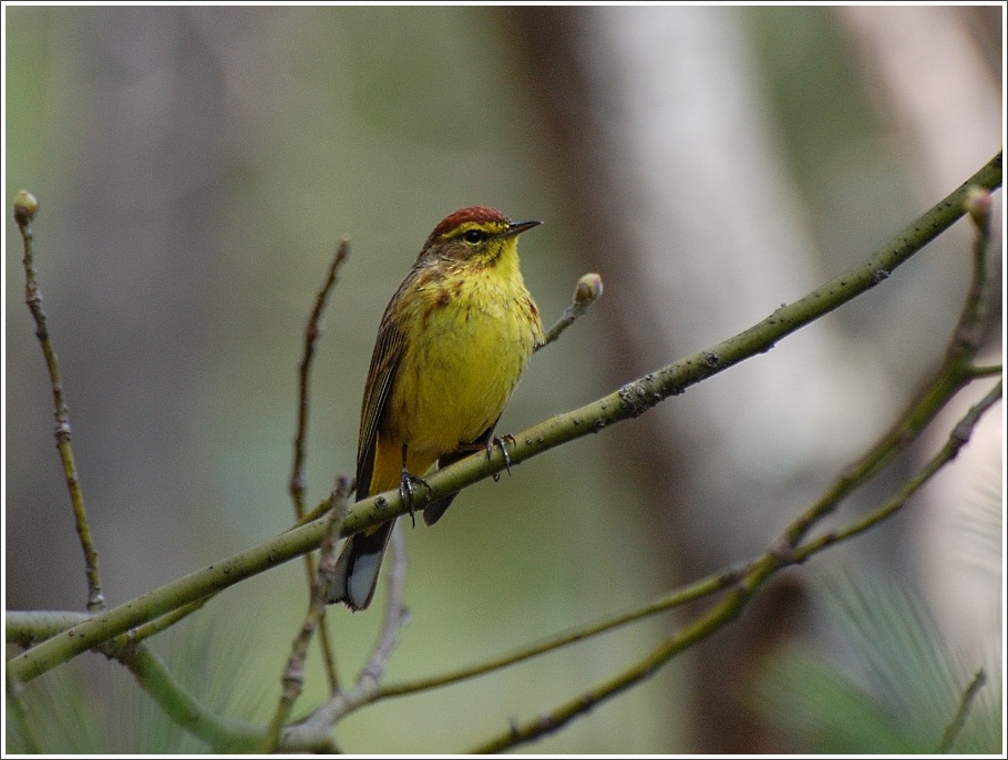 photo "yellow bird in green..." tags: nature, wild animals