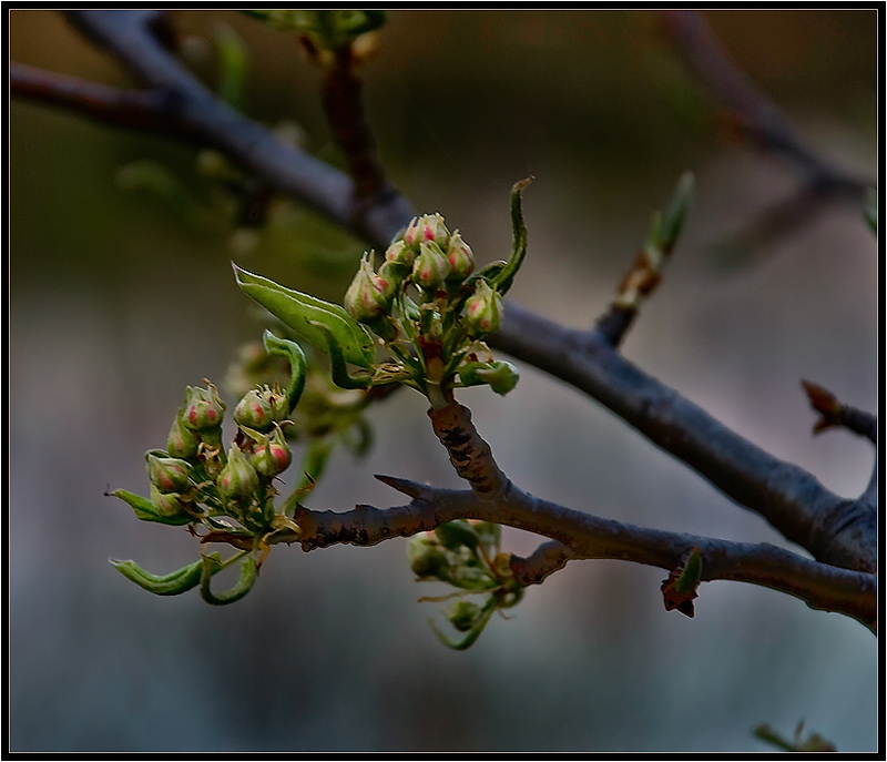 photo "***" tags: nature, flowers