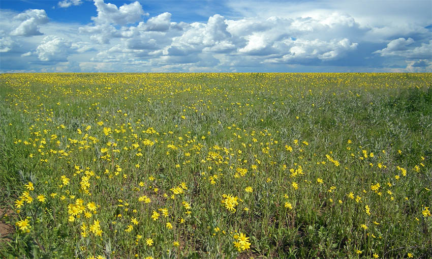 photo "***" tags: landscape, spring