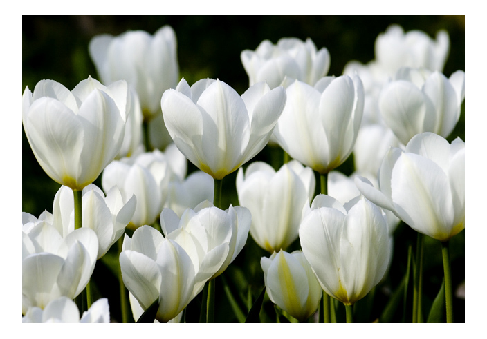 photo "White life... Fair Play..." tags: still life, nature, flowers