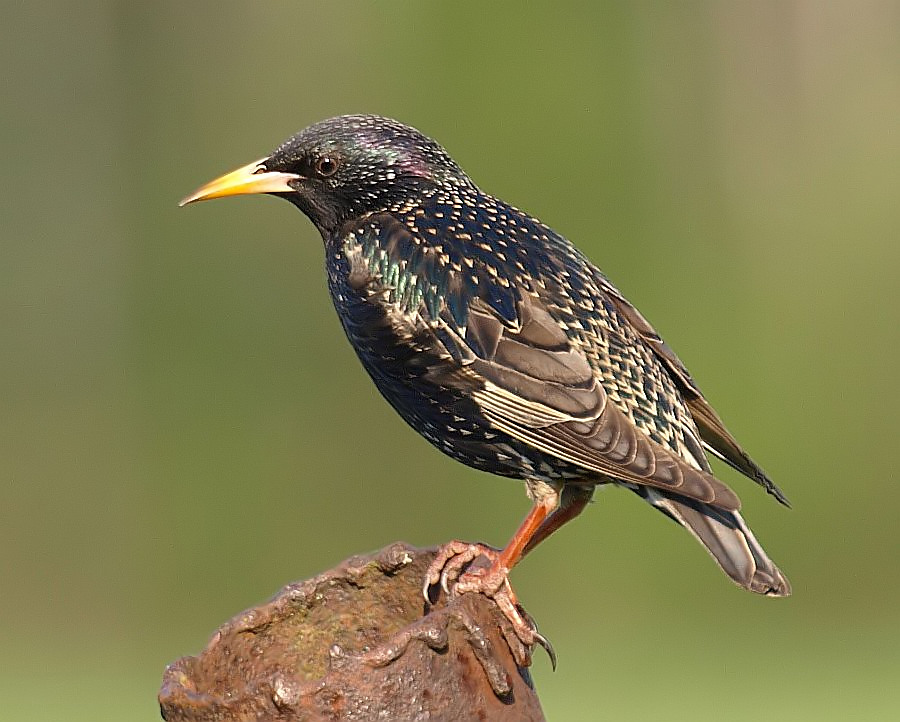 photo "Common Starling" tags: nature, wild animals