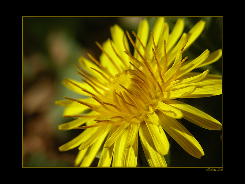 photo "Yellow..." tags: nature, macro and close-up, flowers