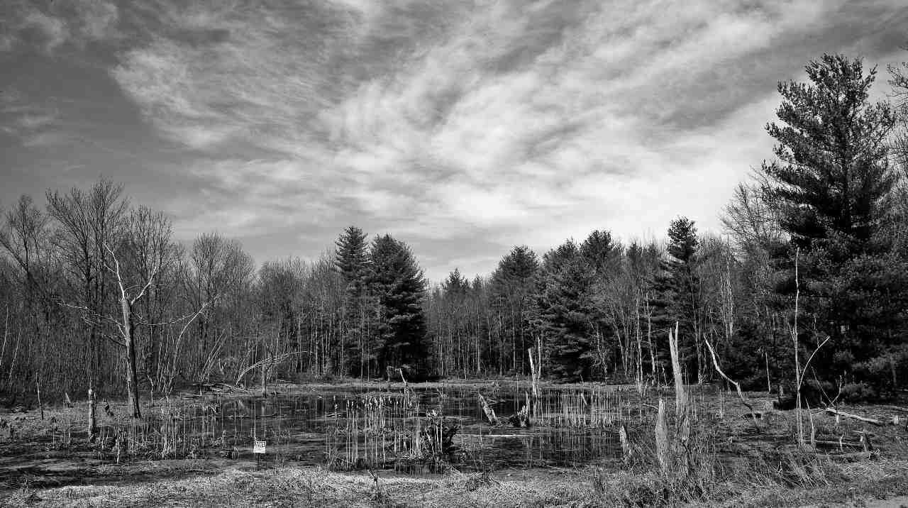 photo "Swampland" tags: landscape, black&white, 