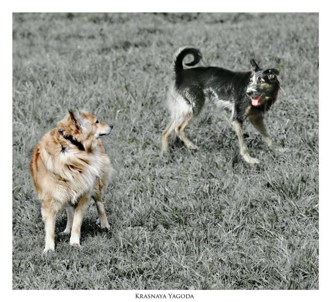 photo "Love from first sight." tags: nature, pets/farm animals