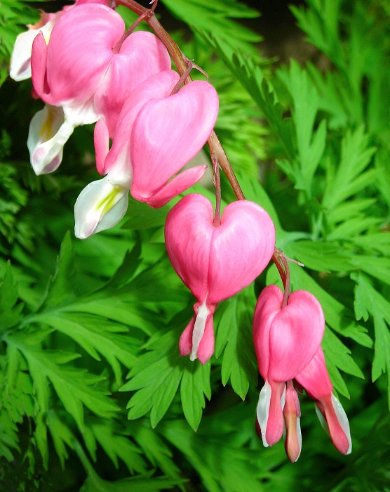 photo "bleeding hearts.." tags: nature, macro and close-up, flowers