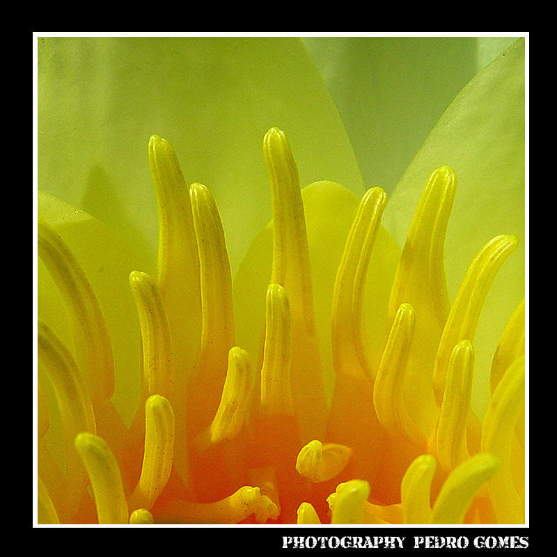 photo "***" tags: nature, macro and close-up, flowers