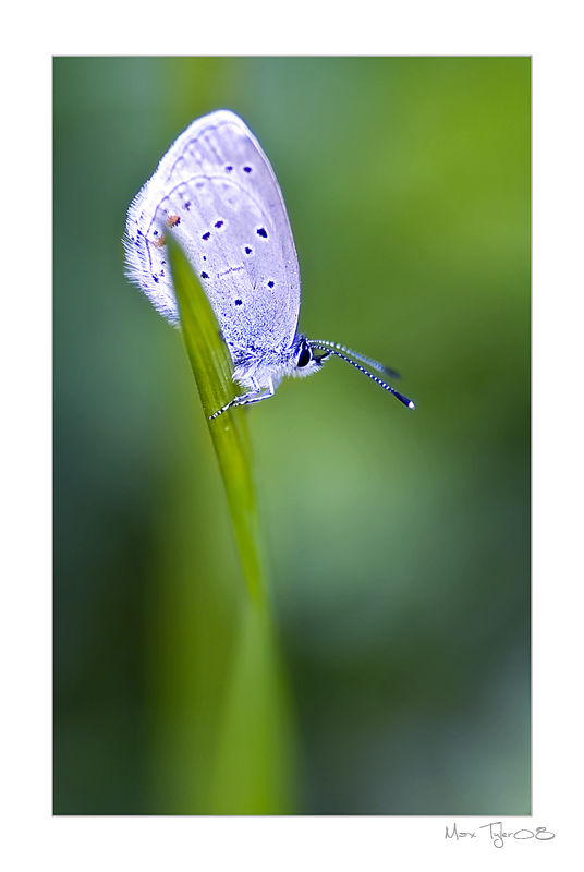 photo "Violetter Waldbl&#228;uling" tags: nature, insect