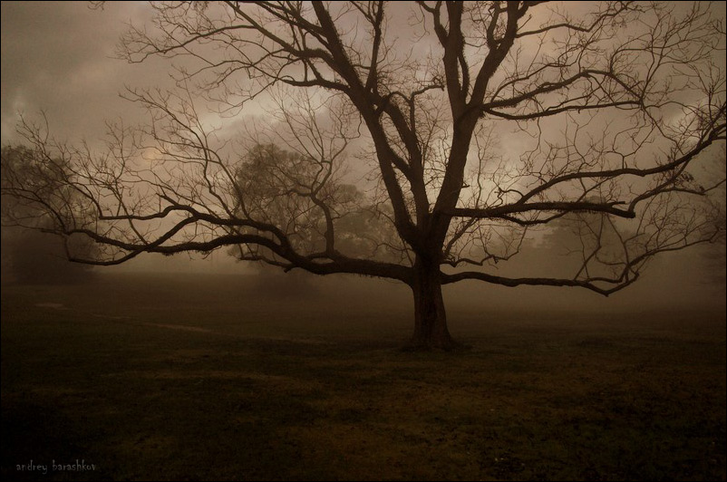 фото "Tree" метки: пейзаж, осень