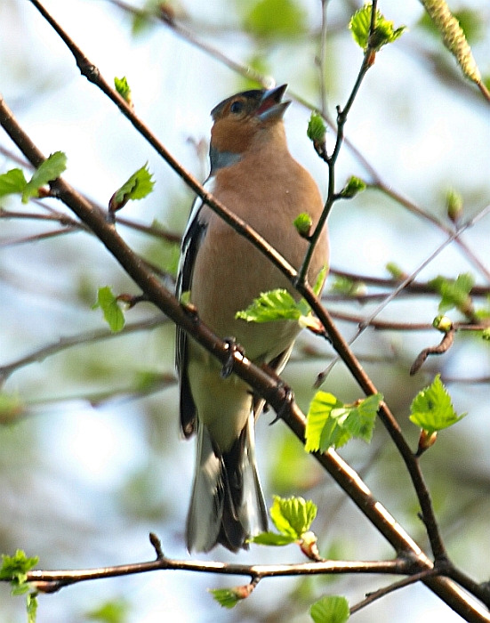 photo "Singer" tags: nature, wild animals