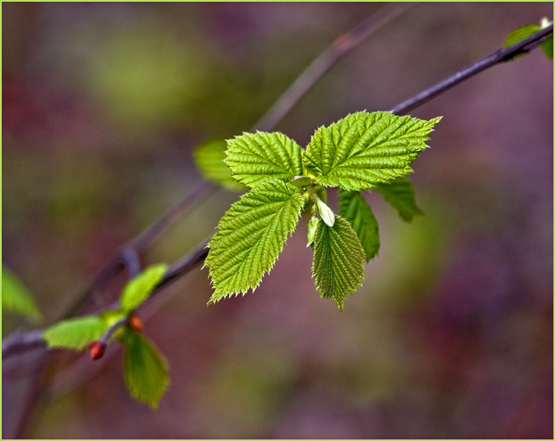 photo "light & more" tags: nature, flowers