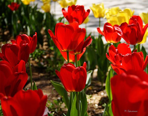 photo "***" tags: nature, flowers