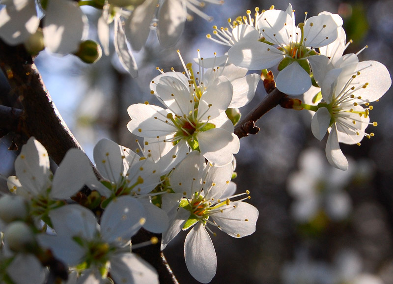 photo "***" tags: macro and close-up, 