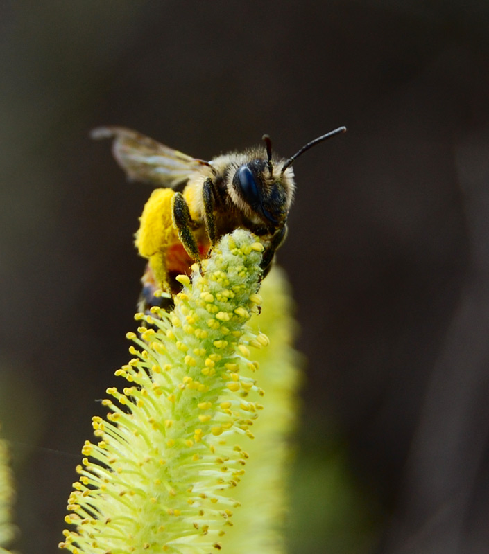 photo "***" tags: macro and close-up, 