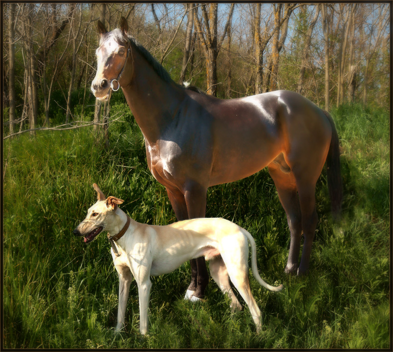 photo "Given birth for harness racing" tags: nature, pets/farm animals
