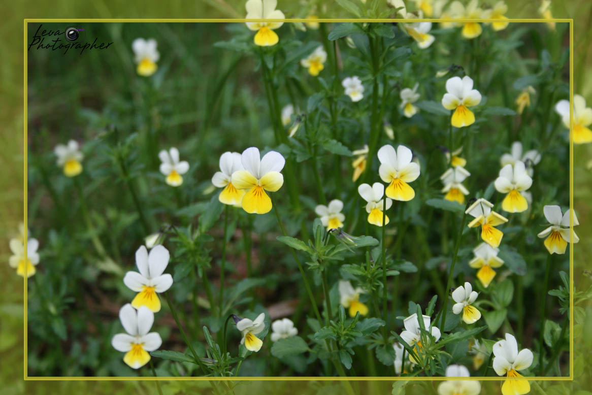 photo "***" tags: nature, flowers