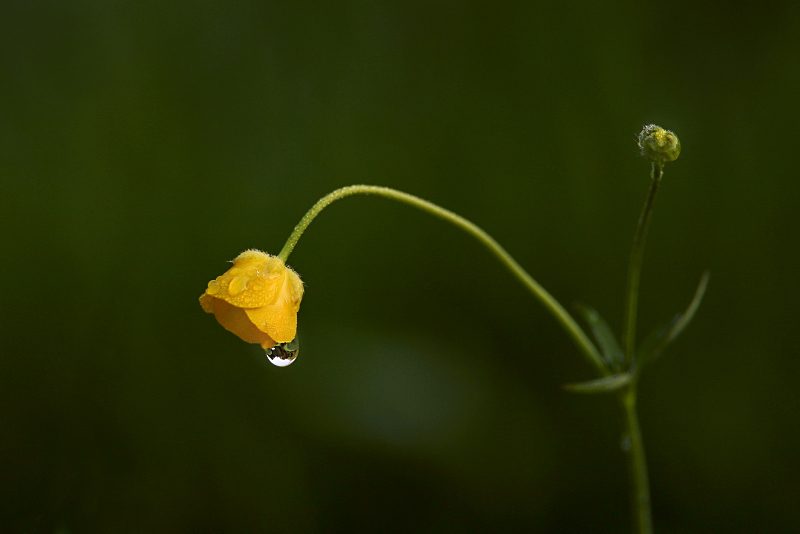 photo "***" tags: nature, flowers