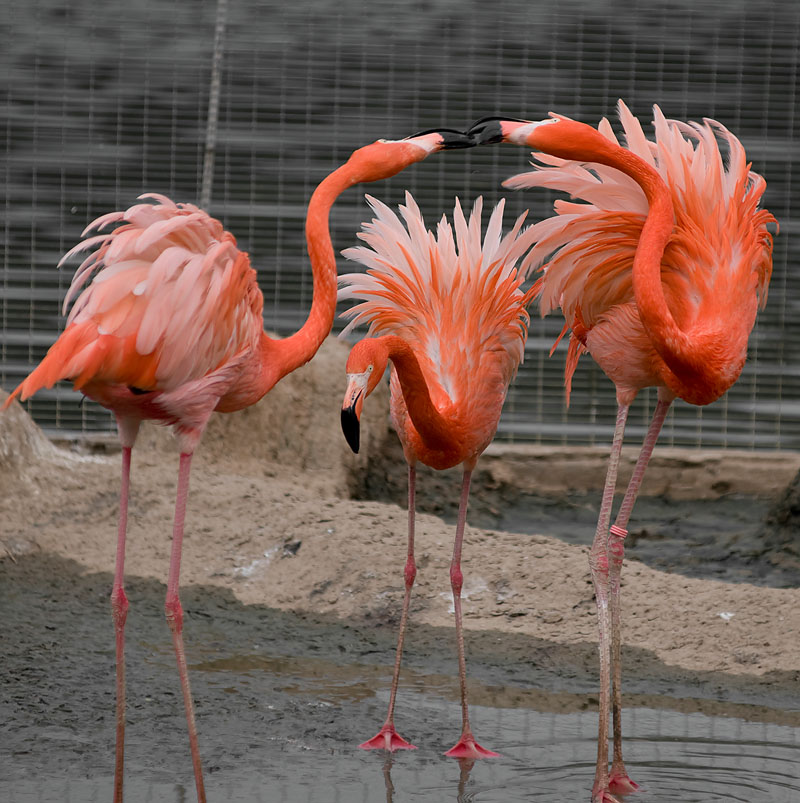 photo "Neck-necking" tags: nature, wild animals