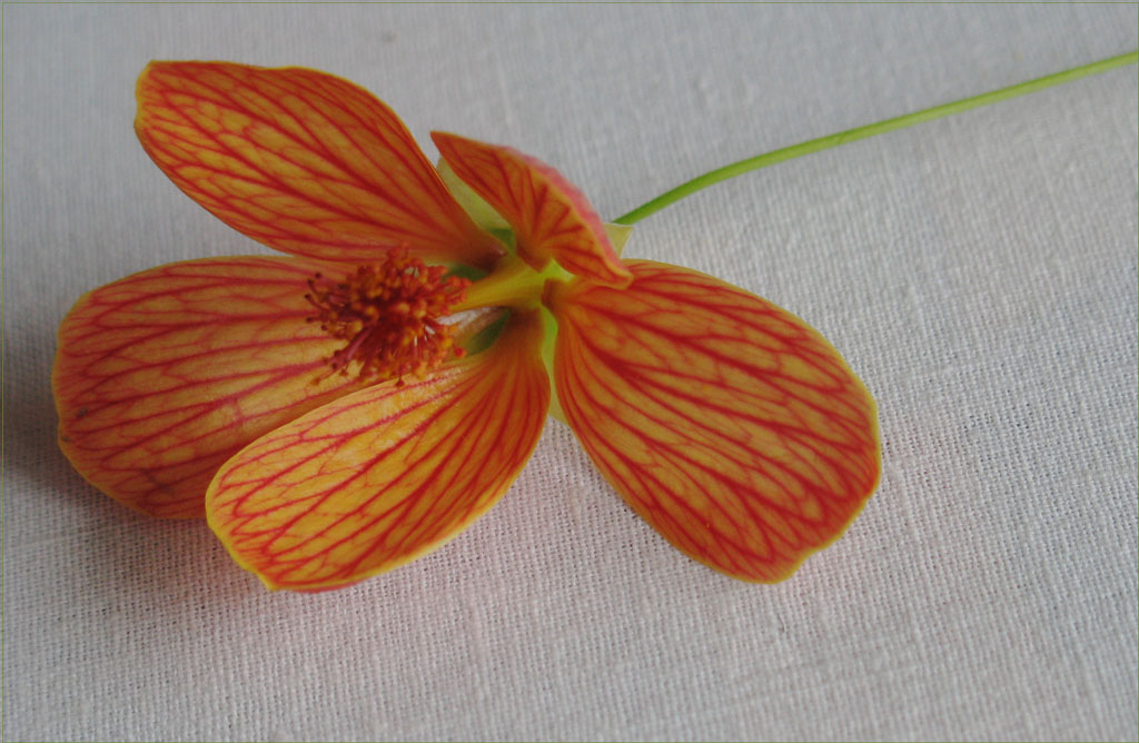 photo "Orange" tags: nature, macro and close-up, flowers