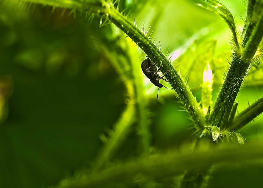 photo "Beatle on green nettle" tags: macro and close-up, nature, insect