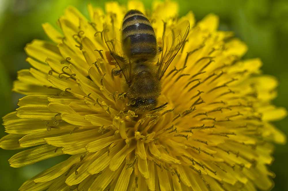 photo "Bee on yellow flower" tags: macro and close-up, nature, insect