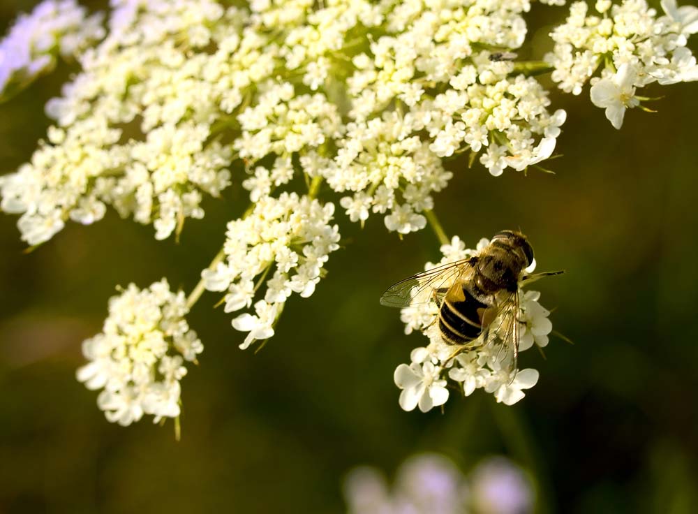 photo "Bee on white floscule" tags: macro and close-up, nature, insect