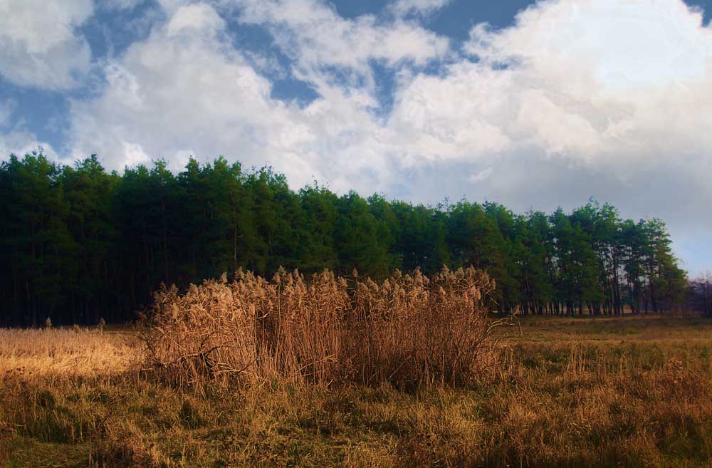 photo "Tree colors" tags: landscape, forest