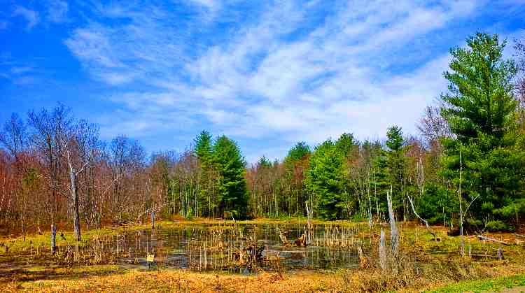 фото "Swampland in color." метки: пейзаж, весна