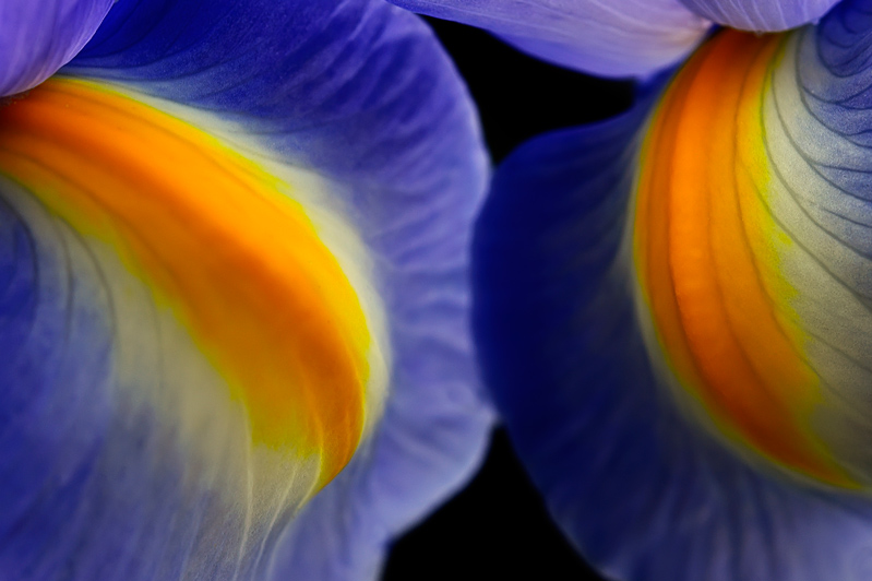 photo "Viola" tags: macro and close-up, nature, flowers