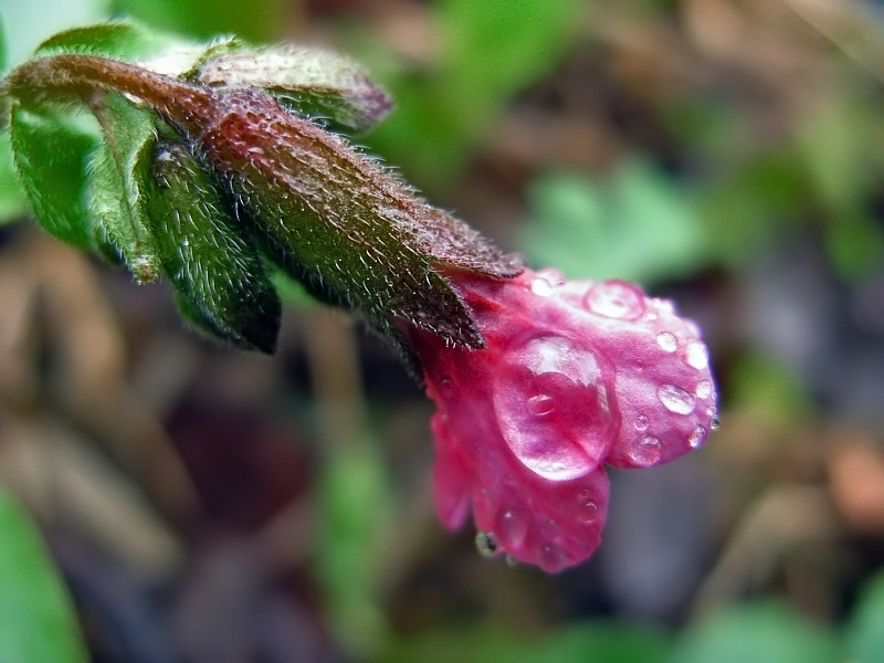 photo "***" tags: nature, macro and close-up, flowers