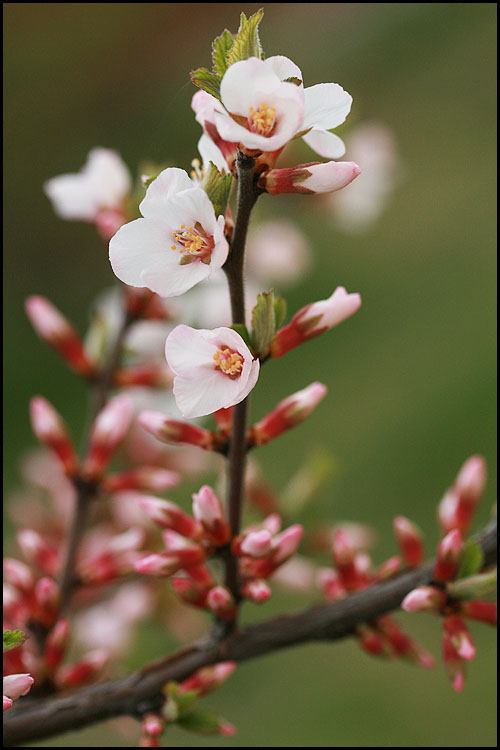 photo "Cherry." tags: nature, macro and close-up, flowers