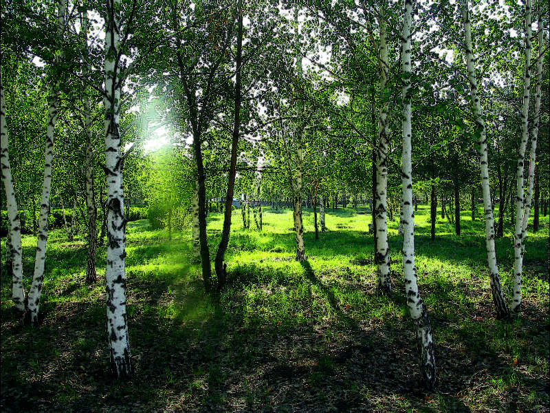 photo "***" tags: landscape, forest