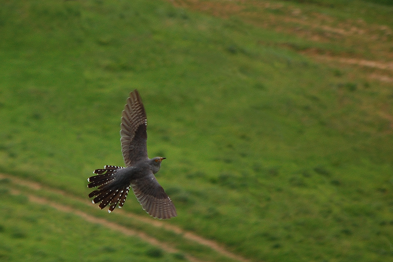 фото "Common cuckoo" метки: природа, дикие животные