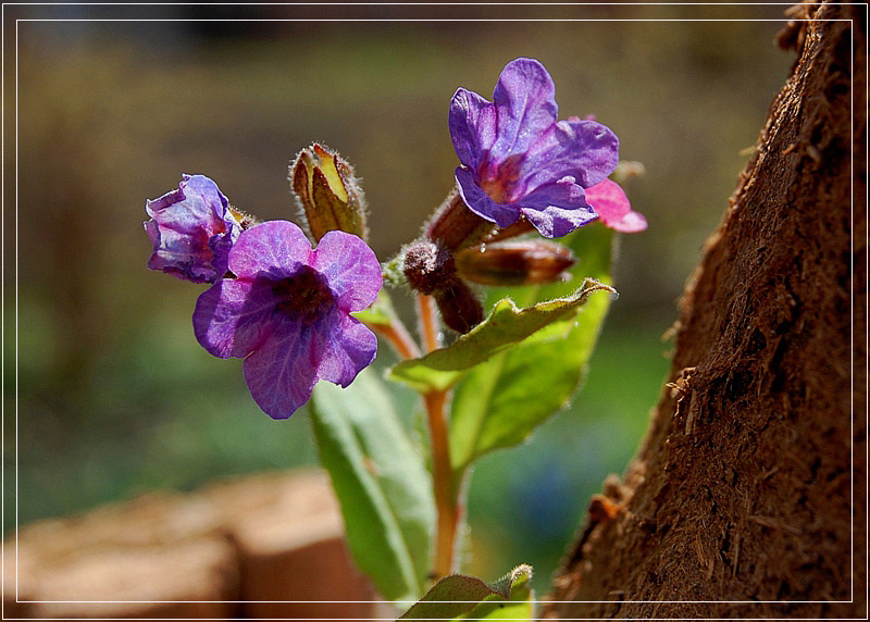 photo "***" tags: nature, flowers