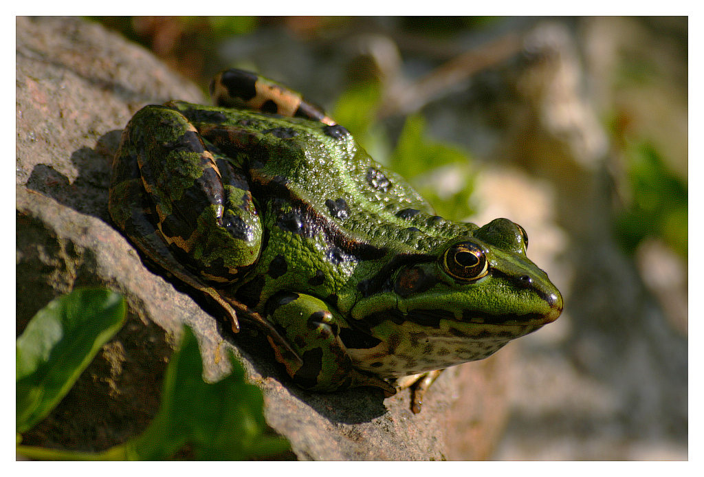 photo "kiss me" tags: landscape, nature, water, wild animals